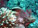 030508_Abu Kefan - Epervier - Dsc02250~